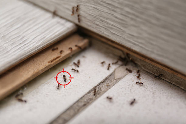 Best Commercial Pest Control Services  in Pinckney, MI